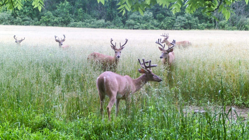 Deer Hunter's Pre Season Checklist