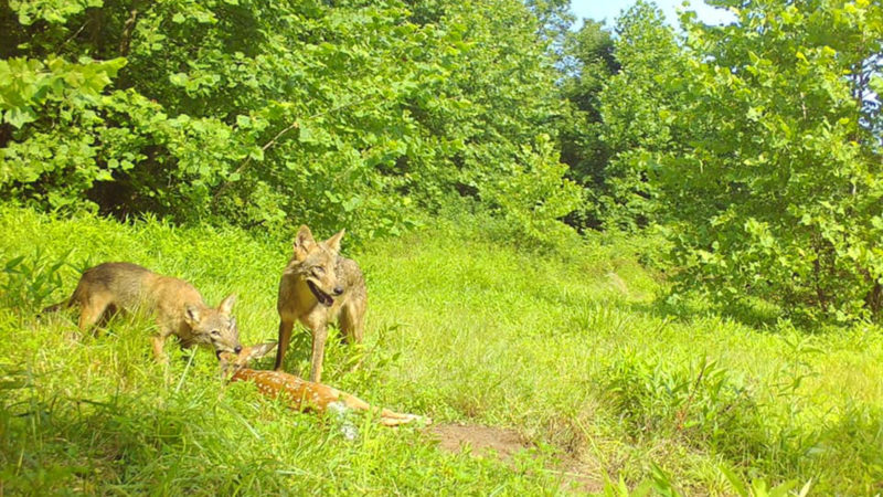 Coyotes Take Down Deer On Camera