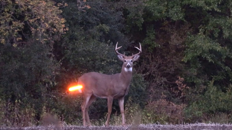 Why You Should Shoot Lighted Crossbow Nocks For Hunting