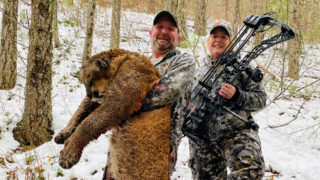 Bowhunting Mountain Lions In Montana