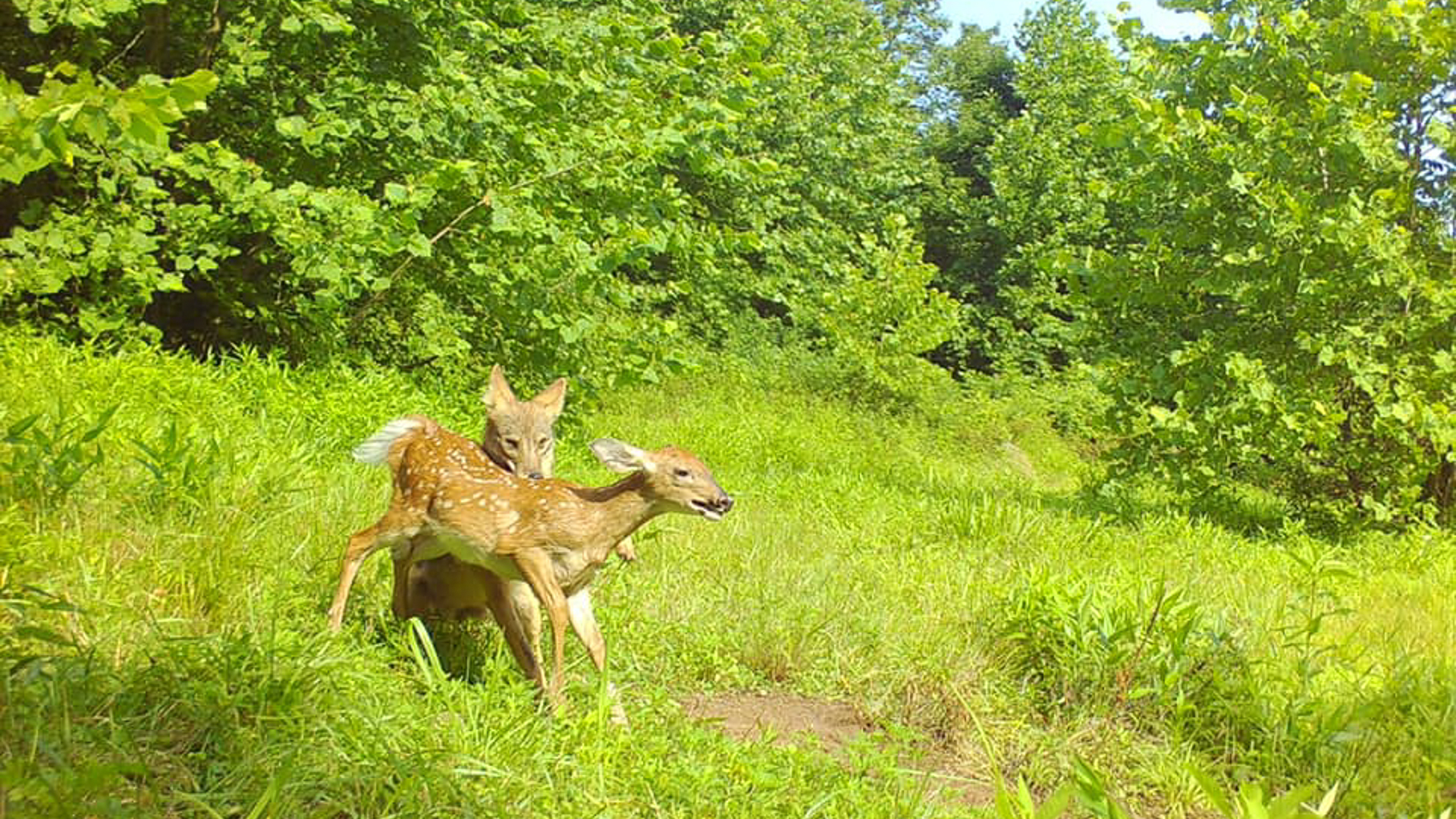 Coyotes Take Down Deer On Camera
