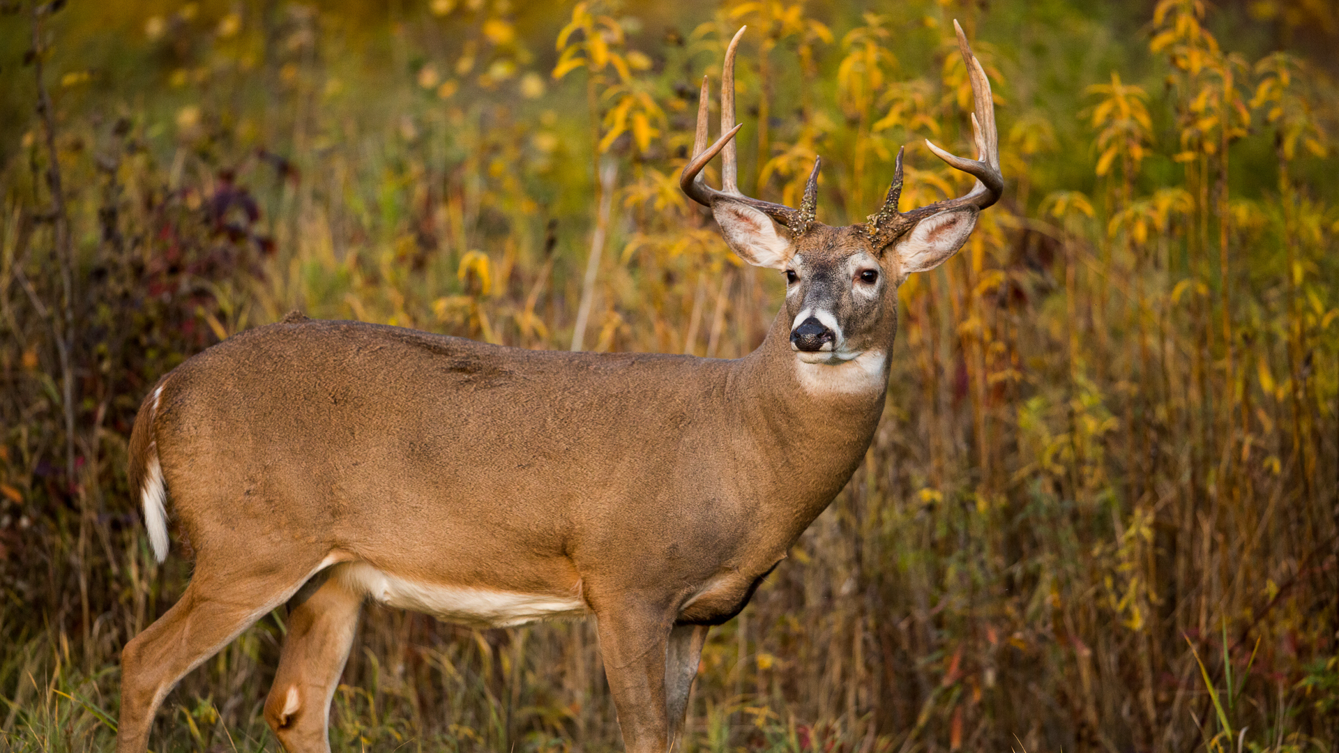 How Does Habitat Impact A Buck's Home Range?