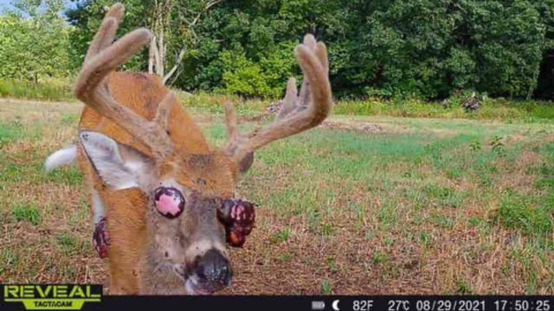 What Happened To This Deer?
