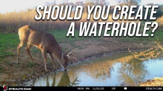 Should You Create A Waterhole Where You Hunt?