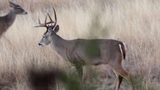 Prepping For Deer Season | Offseason Updates