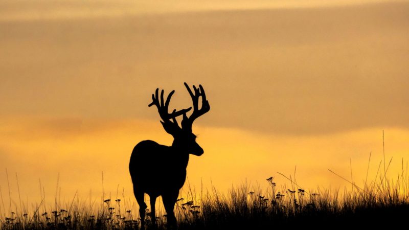Whitetail buck with large antlers at sunset