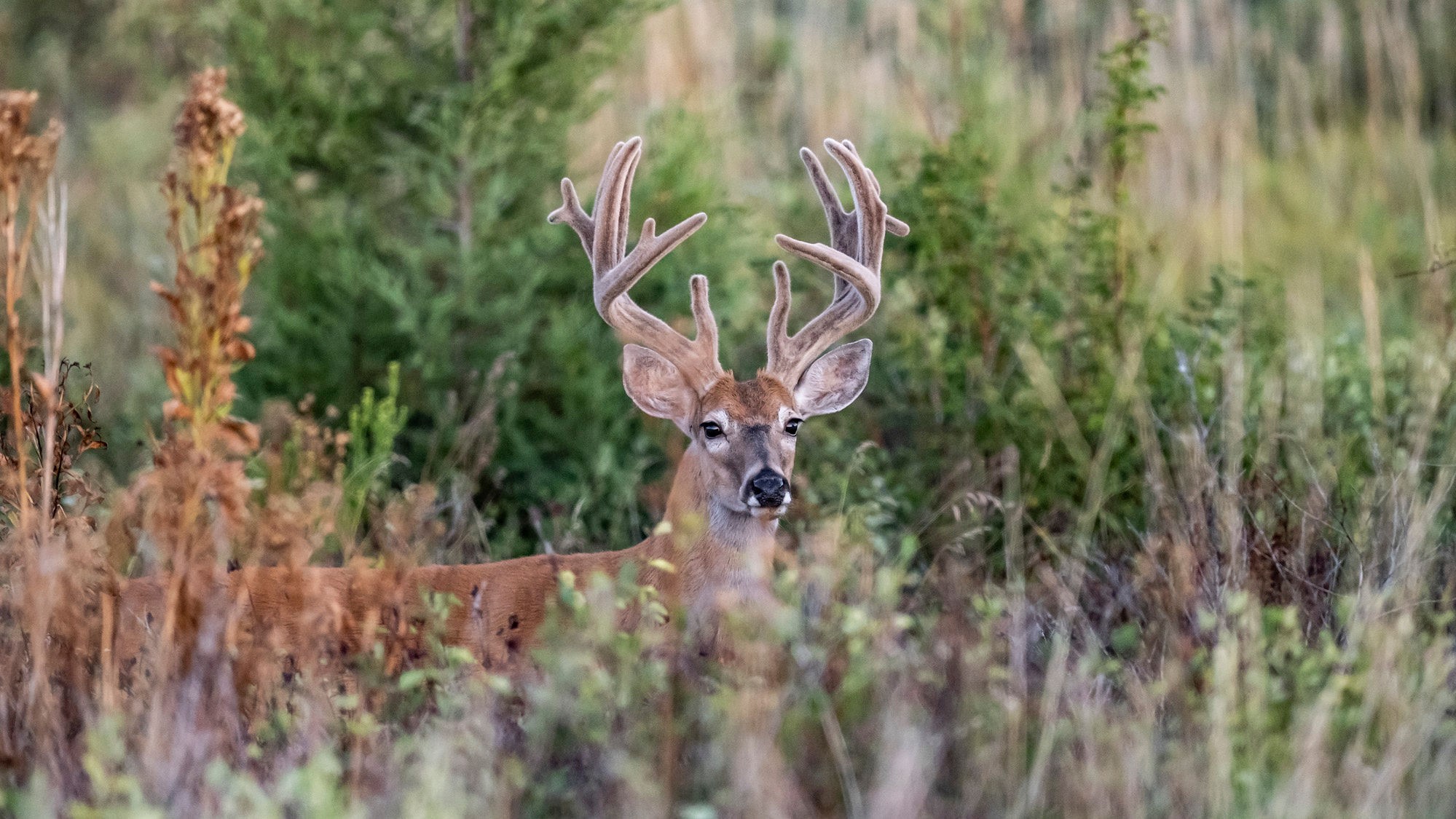 Deer Hunter's Pre Season Checklist