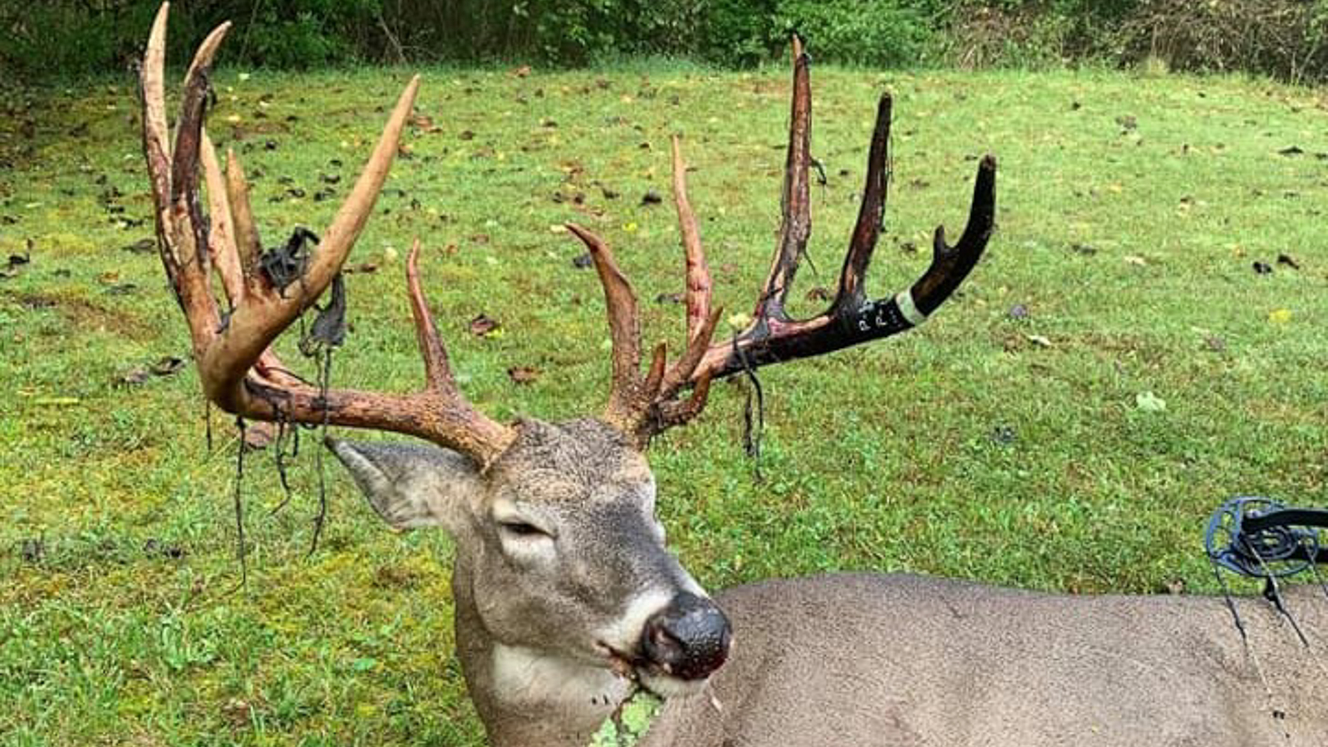 2Year Quest for a PublicLand Giant in West Virginia