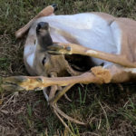 Deer Stabbed With Own Antler