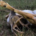 Deer Stabbed With Own Antler