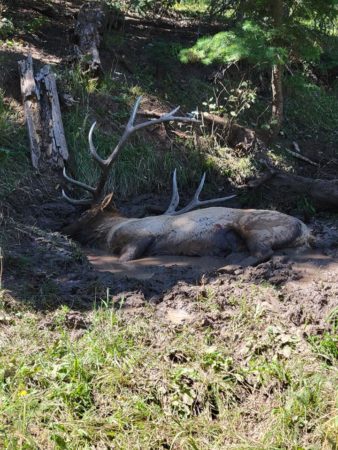 Bull Elk Shot Twice And Doesn't Flinch