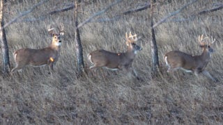 Whitetail deer ducking a hunter's arrow.