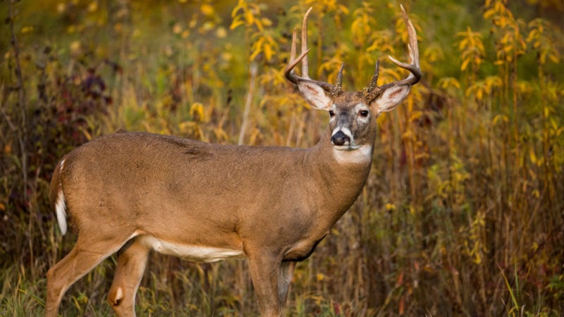 whitetail buck standing in field