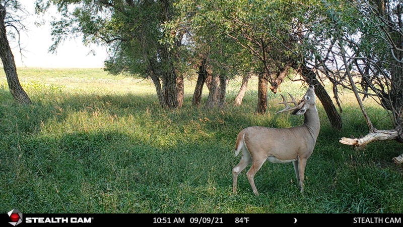 Age This Buck