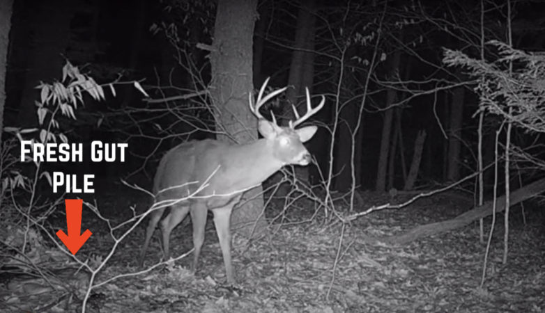 Do Gut Piles Spook Deer?
