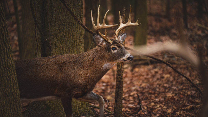 7 Reasons You Should Be Hunting Midday (all Day) During The Rut