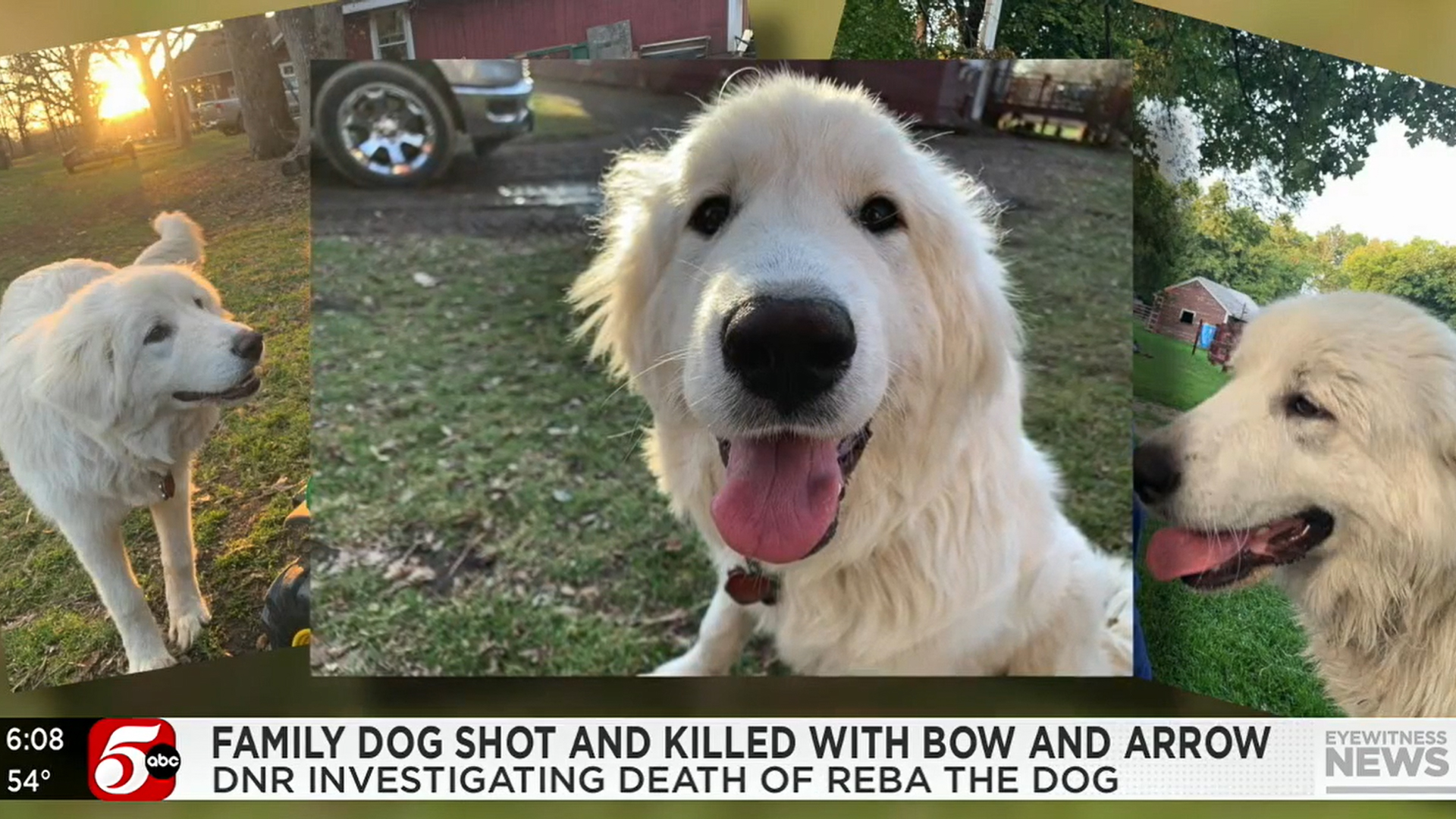 Family Dog Killed With Bow