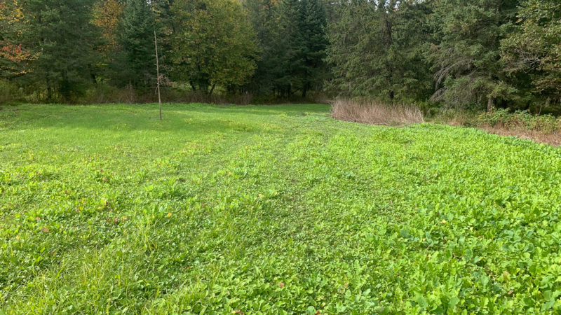 green food plot for deer hunting