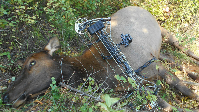 Final Day Elk Bowhunt Defies 4% Odds Of Success