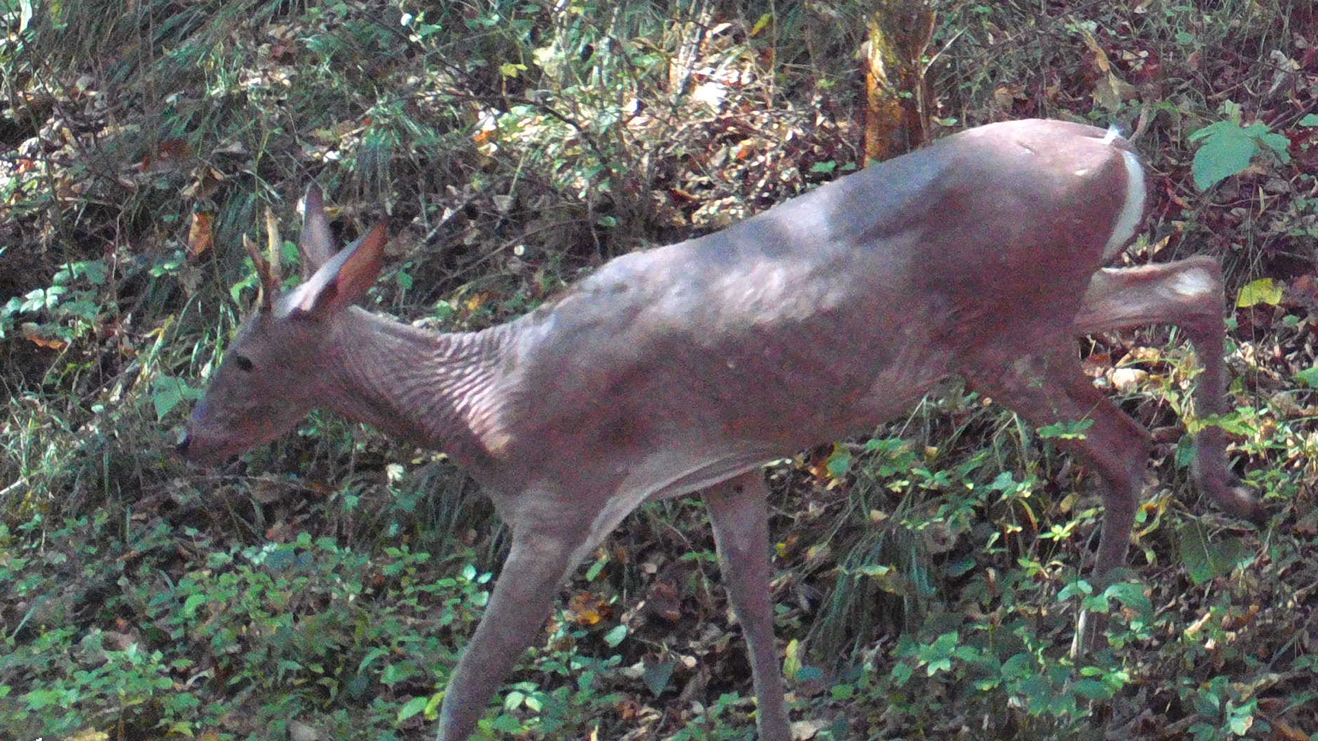 Why Is This Deer Hairless?