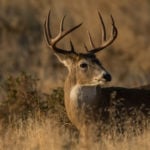 How To Kill Your Biggest Buck In The Next 10 Days