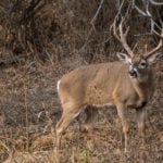 Most Overused Names For Bucks