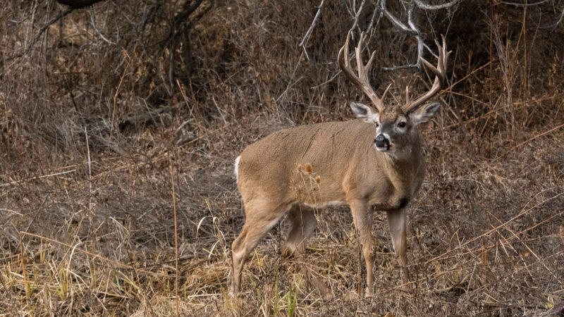 Most Overused Names For Bucks