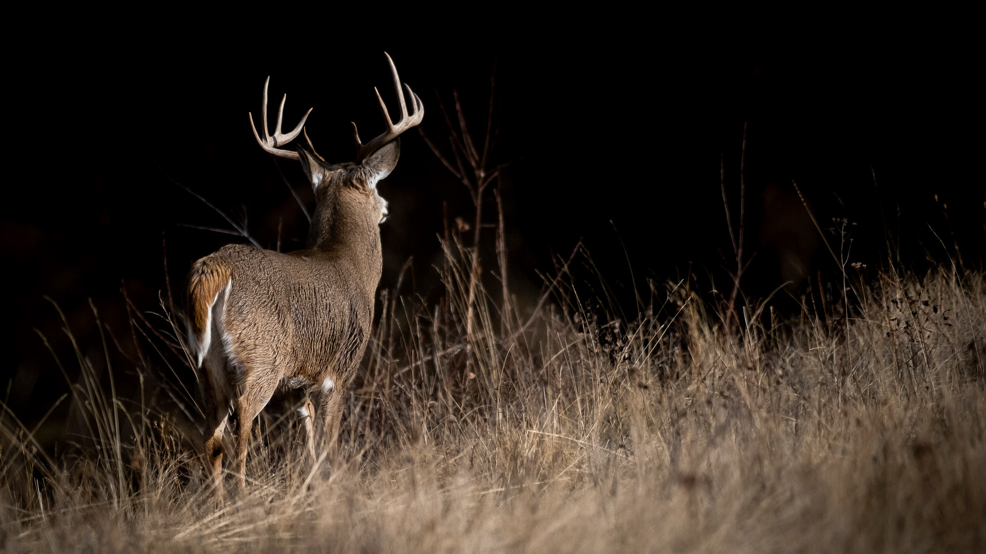 5 Reasons You Won't Kill Your Target Buck During The Rut