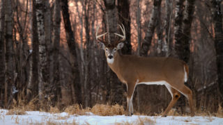 5 Ways To Kill A Late Season Buck