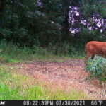 Stealth Cam Reactor Trail Camera Review