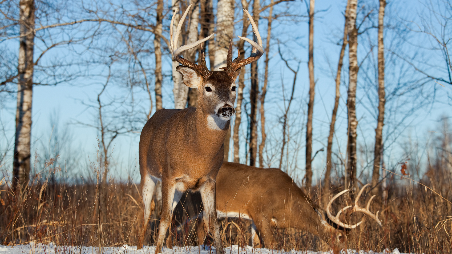What Are Deer Eating In The Late Season?