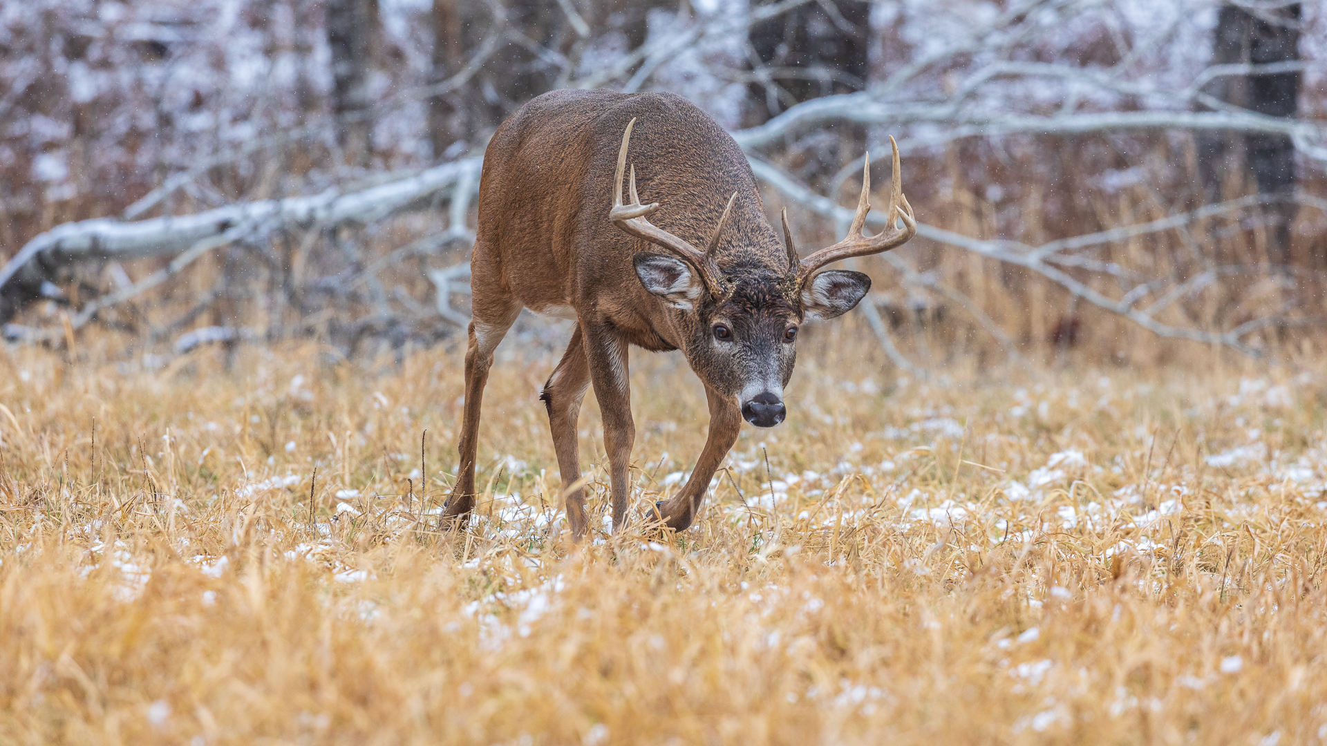 Why Do Deer Rut Later In The Deep South?