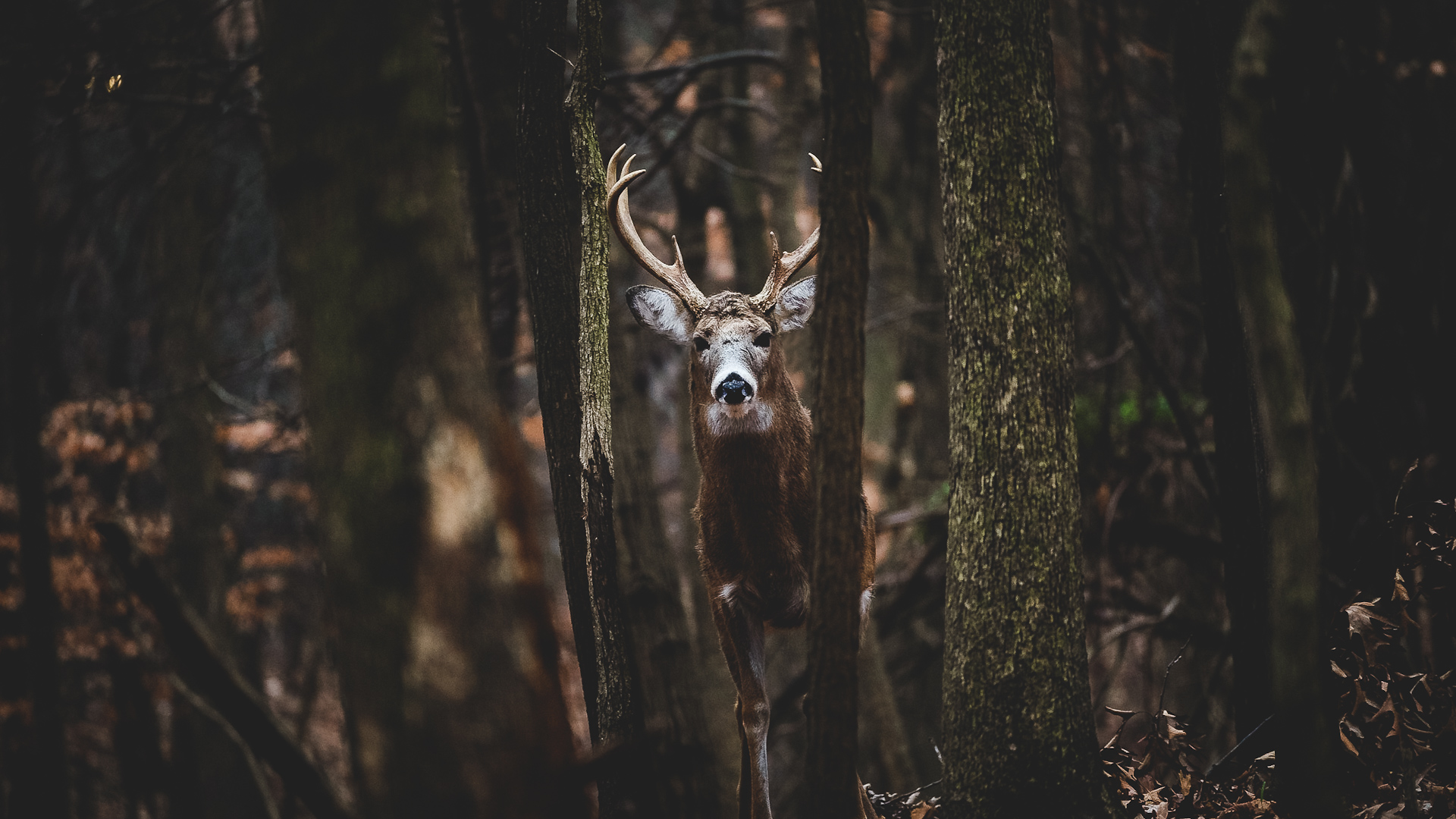 Murphy's Law on Buck Breeding Success