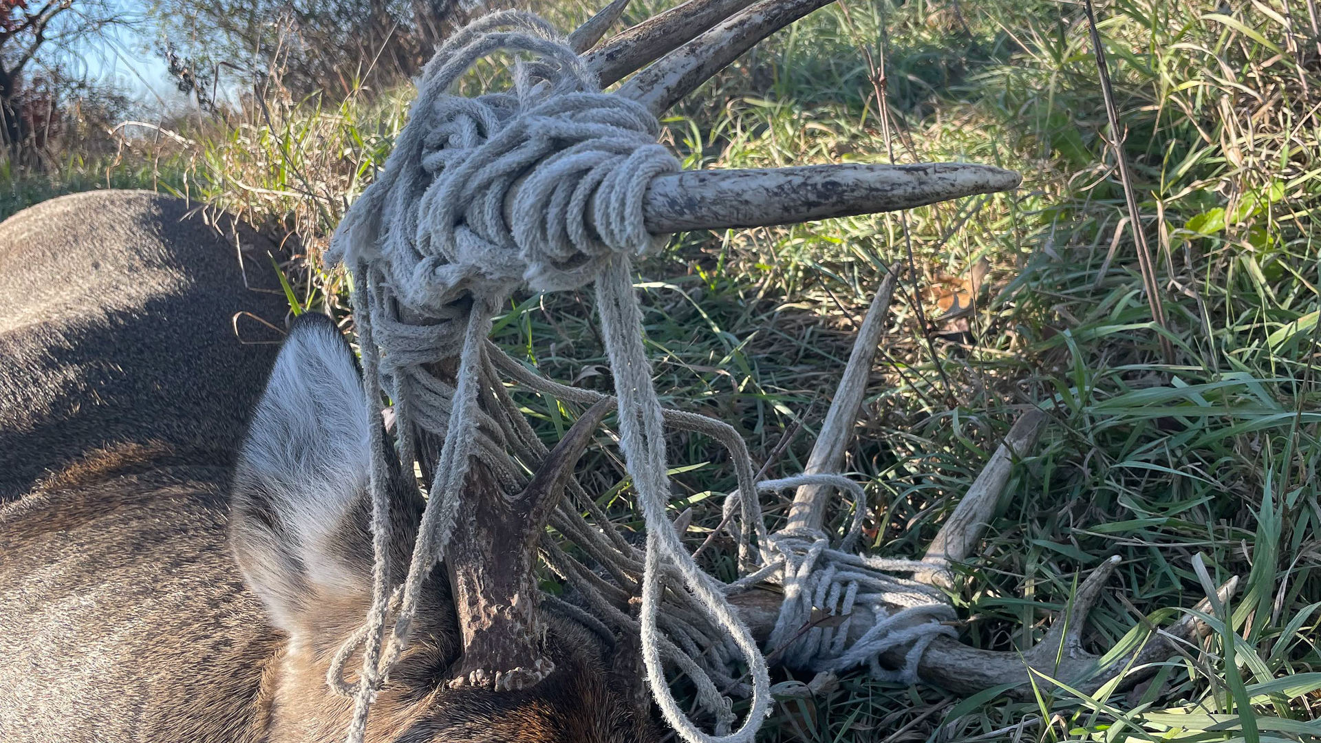 Wisconsin Buck Had 25 Feet Of Rope In Its Antlers