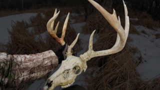 Deer Recovered 5 Years Later! Crazy Story!