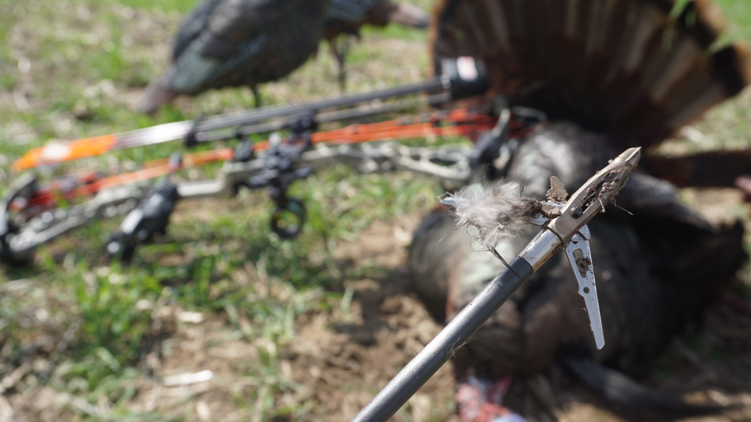 How To Pick The Perfect Broadhead For Turkey Hunting
