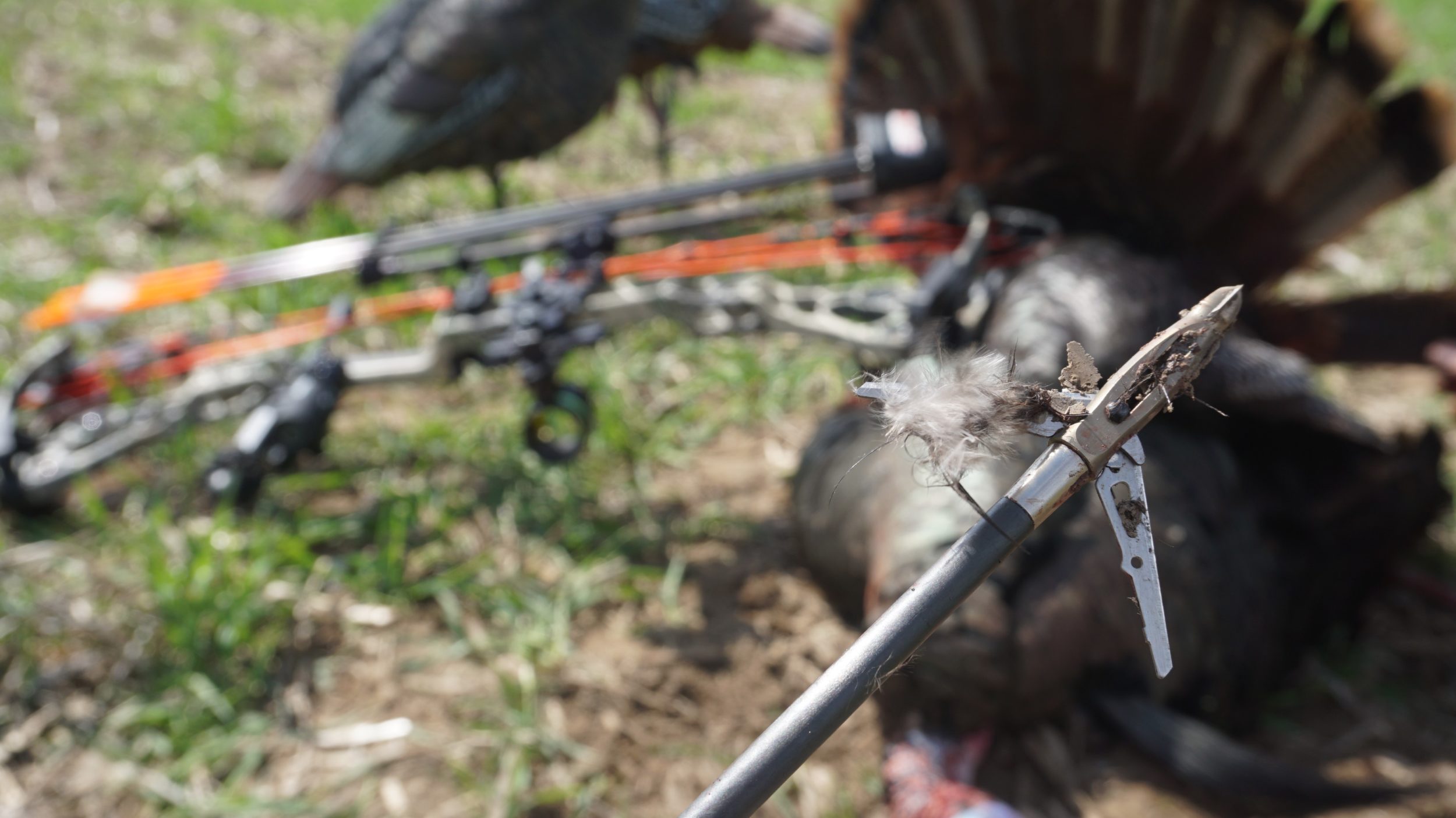 200 Grain 4-Blade Broadheads For Turkey Hunting – 4" Cut, 1 Or 6 Pack, Compound/Crossbow