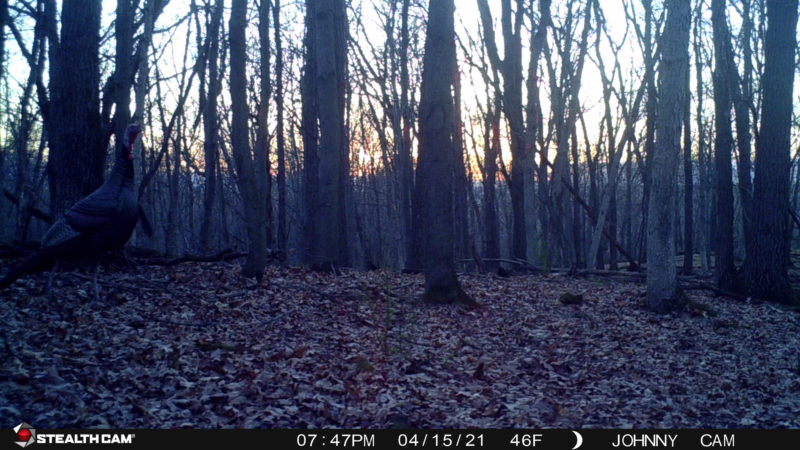 How To Use Trail Cameras For Turkey Hunting