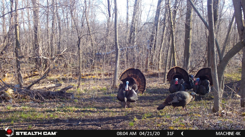 How To Use Trail Cameras For Turkey Hunting