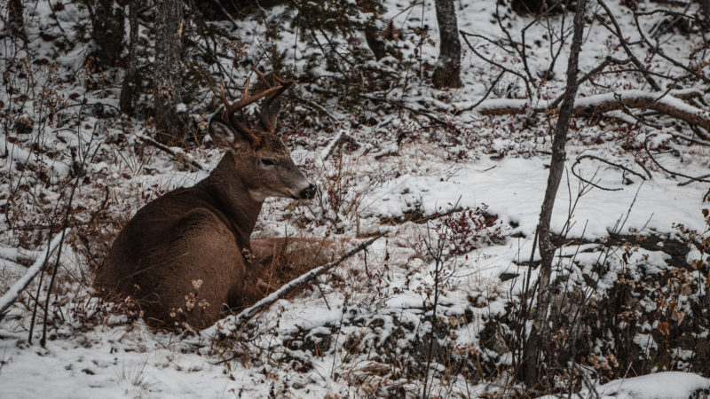 What To Look For When Spring Scouting For Deer