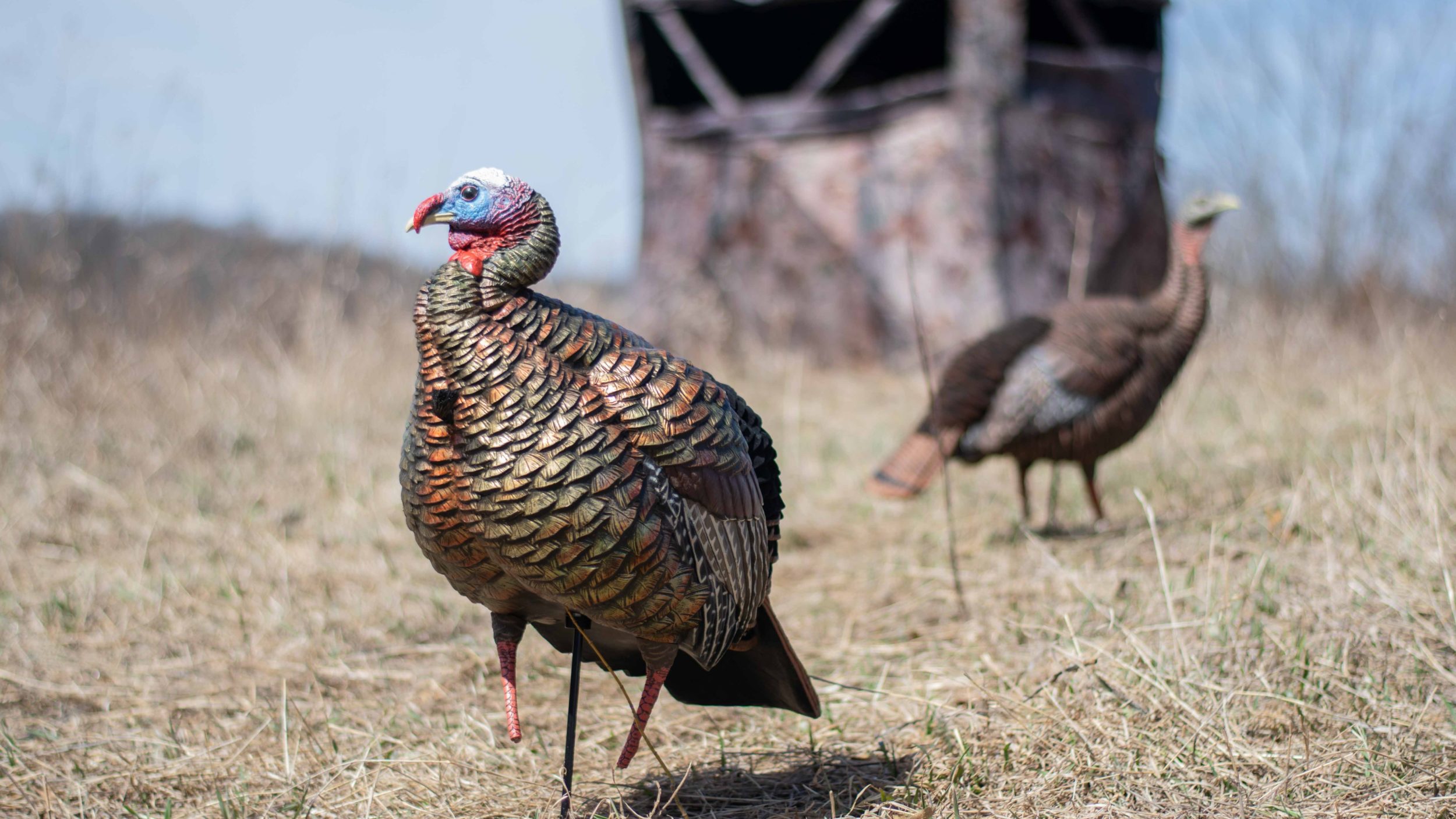 The Best Way To Setup Turkey Decoys