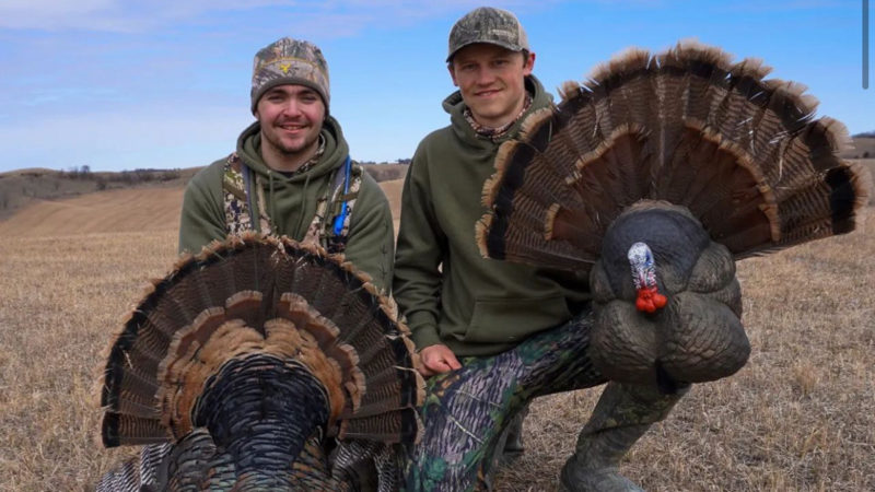 Does Fanning Turkeys Work For Bowhunting?