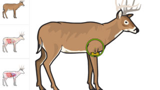 Shot Tracker Tool Helps Recover Your Deer