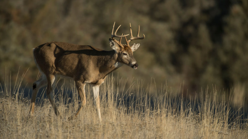 7 Cheap Non Resident Deer Hunts To Try This Year