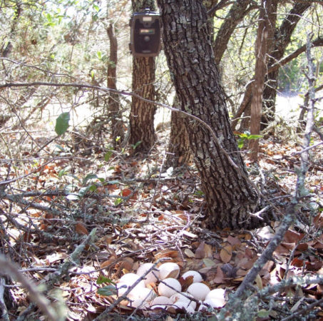 Nest Predation And Wild Turkeys