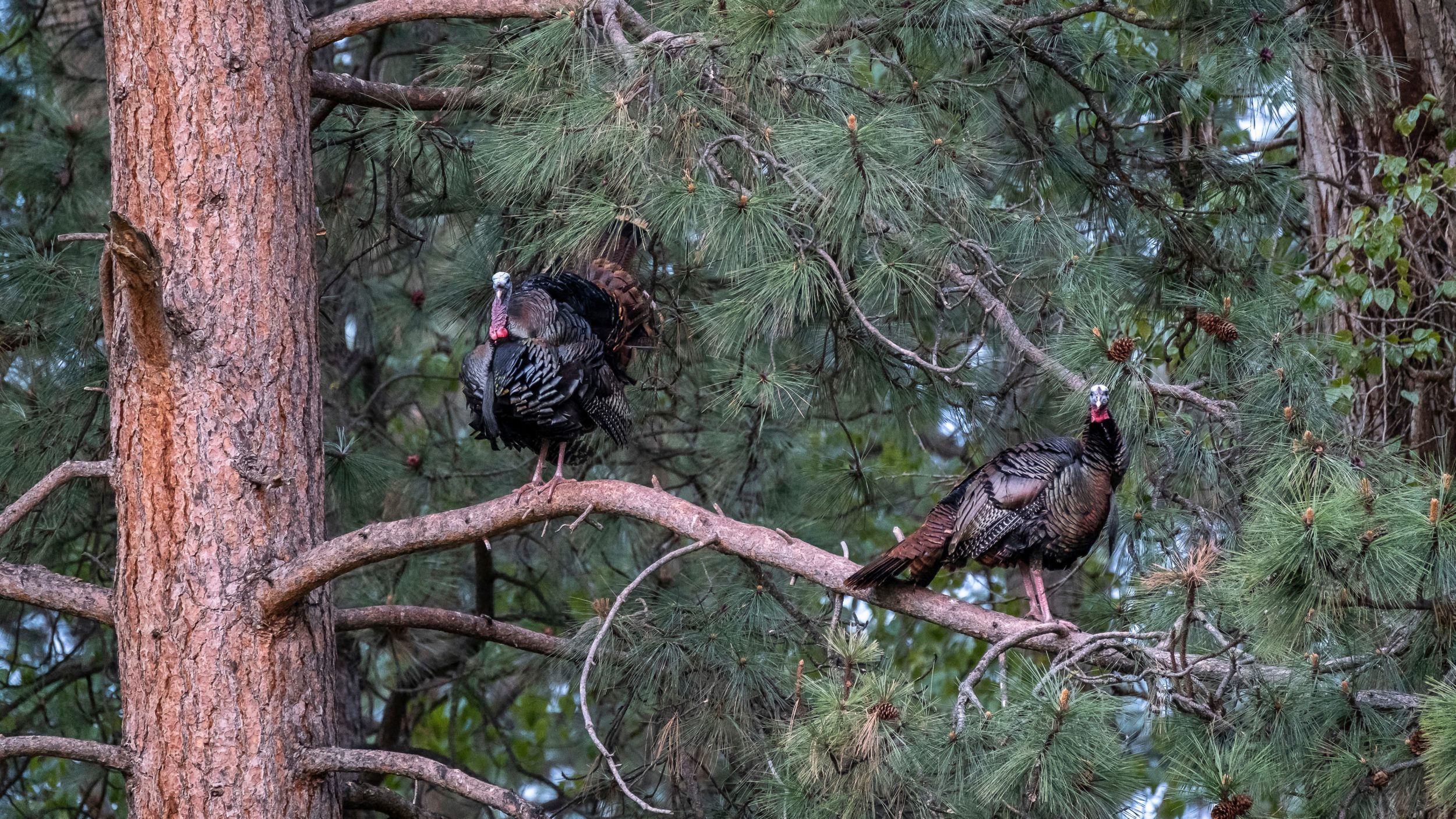 Do Turkeys Always Roost In The Same Spot?