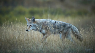 3 Coyote