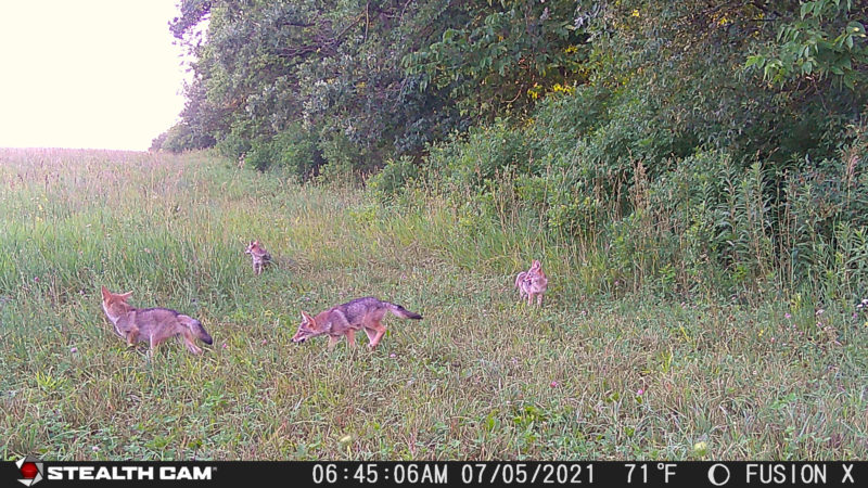 Do Coyotes Really Impact Deer Herds?