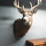 154 Whitetail Deer In Hardin County Ohio By Daniel Wichlin