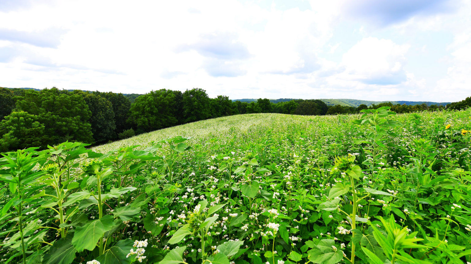 Last Minute Spring Food Plots with Minimal Tools